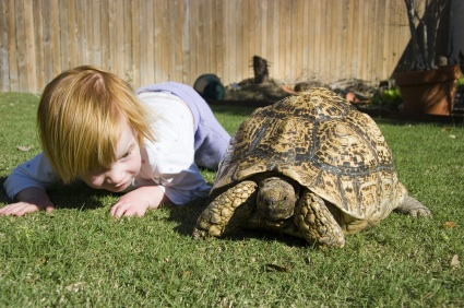 Tortoise